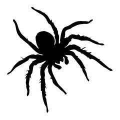 BLACK SILHOUETTE OF SPIDER INSECT