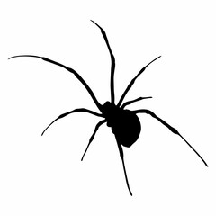 BLACK SILHOUETTE OF SPIDER INSECT