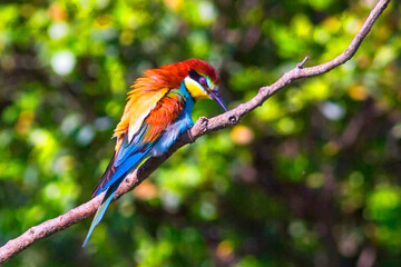 European bee-eater ( Merops apiaster ) is sitting on a twig. close up. birds of paradise, rainbow colors. High quality resulation wallpaper puzzle background.
