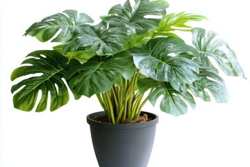 Obraz premium Lush green Monstera deliciosa plant in a dark gray pot, isolated on white background. (7)