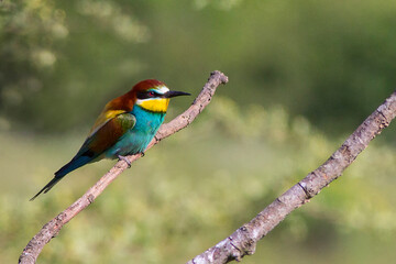 European bee-eater ( Merops apiaster ) is sitting on a twig. close up. birds of paradise, rainbow colors
