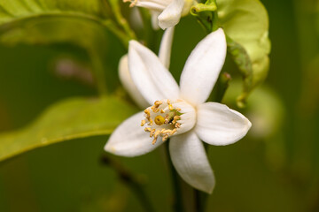 Delicate white flower blossoms among vibrant green leaves in a serene garden setting