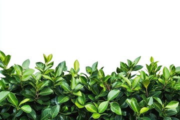 Lush green foliage border isolated on white background. (3)