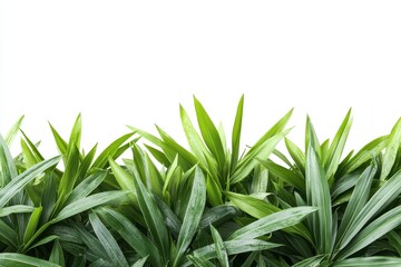 Obraz premium Lush green Pandanus leaves isolated on white background.