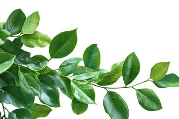 Fototapeta premium Lush green leaves branch isolated on white background. (3)