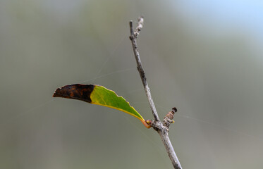 Nature reveals intricate secrets as a single leaf hangs delicately on a frail twig in sunlight
