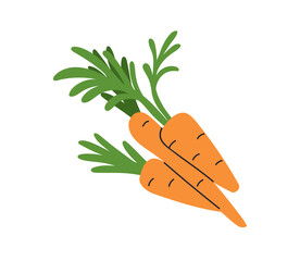 Fresh carrots with green leaf tops. Crunchy orange root vegetables, vitamin farm crop, fresh carotene food. Organic healthy natural harvest. Flat vector illustration isolated on white background