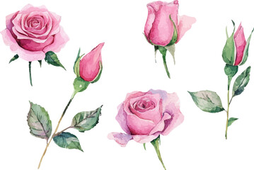 watercolor set of roses flowers