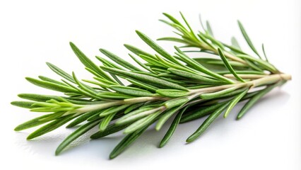 Fototapeta premium Close-up of fresh rosemary sprig on white background, recipe, foodie, recipe, foodie, foliage, herb, fragrant, branch, herbs, garden