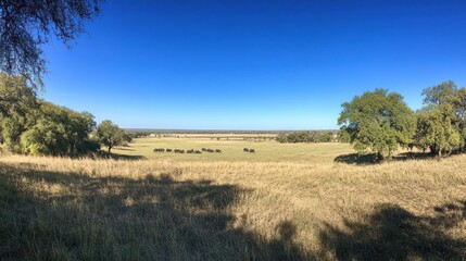 Obraz premium A serene landscape featuring a wide view of grazing cattle under a clear blue sky.