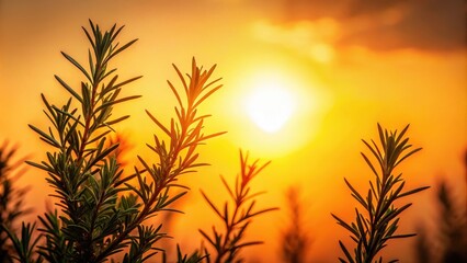 Fototapeta premium Silhouette of rosemary branches against a warm orange sun , spices, flowers, spices, flowers, foliage, botanical