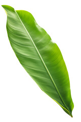 Obraz premium Levitation of one banana leaf isolated on a transparent background.