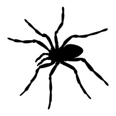 BLACK SILHOUETTE OF SPIDER INSECT