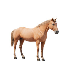 Obraz premium Side view of a chestnut horse standing with a calm demeanor. The horse is isolated on a transparent background, showcasing its muscular build and natural elegance.