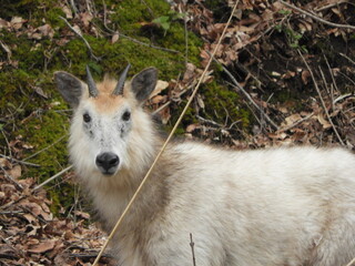 ニホンカモシカ