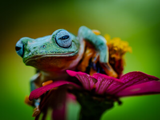 A macro photo taken in nature depicts a green tree frog perched on a flower with a macro lens