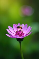 Tiny hover fly alights on purple flower petals, nature, flower