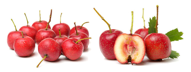 Hawthorn on a white background 