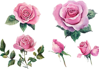 watercolor set of pink roses