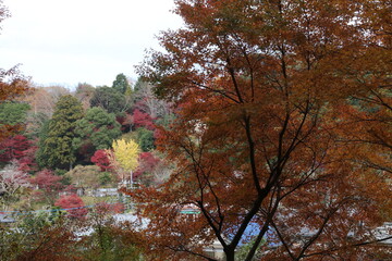養老渓谷のある大多喜町葛藤の風景。