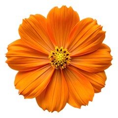 calendula flower isolated on white