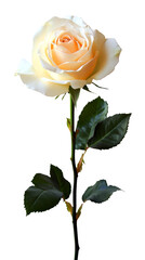 Yellow rose isolated on white