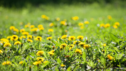 yellow dandelions growing on a lawn illuminated by the sunlight, springtime wild flowering plant with green leaves on stem. macro nature, natural background, close-up. spring wildflowers