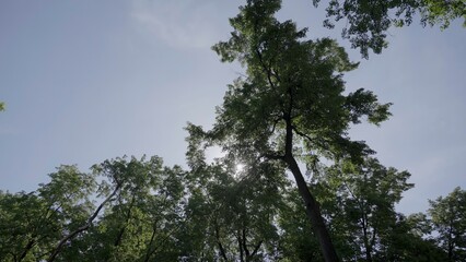 The Serene Canopy Offers a Beautiful Environment with Sunlight Filtering Through Trees Ahead. Clip