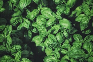 Fresh basil leaves. Top views. Natural background. Selective focus.