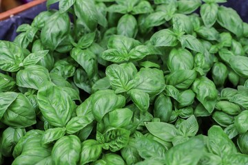 Fresh basil leaves. Top views. Natural background. Selective focus.