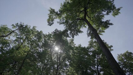 A Serene and Inviting View of the Lush Tree Canopy Located Beneath a Bright Sunny Sky Above. Clip