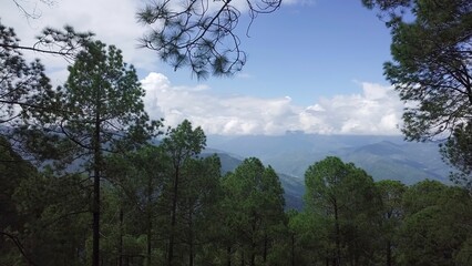 A Peaceful and Serene Forest Landscape Enhanced by a Stunning Mountain View in Nature. Stock Clip