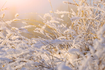 Beautiful dry grass covered with snow in the hoarfrost