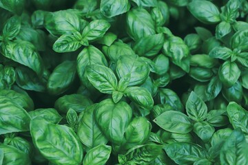 Fresh basil leaves. Top views. Natural background. Selective focus.