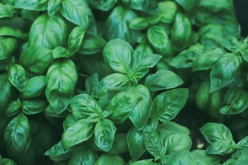 Fresh basil leaves. Top views. Natural background. Selective focus.