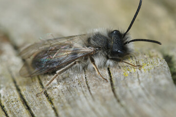 Closeup on a fluffy male of the endangegred nycthemeral mining bee, Andrena nycthemera