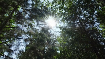 Sunlight Gracefully Filtering Through a Lush Green Forest Canopy of Majestic Trees. Clip