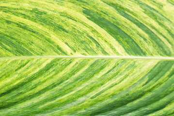 Leaf texture background, beautiful natural leaf pattern background