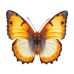 Fototapeta premium Beautiful orange and yellow butterfly perched with open wings on white background, showcasing intricate patterns and colors