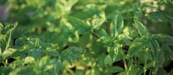 
Close up of fresh green basil growing in vegetable garden. Selective focus.
