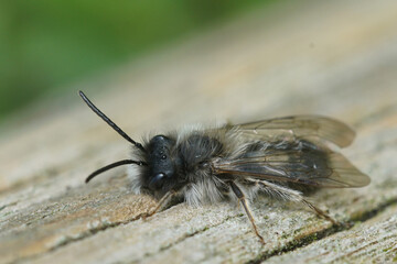 Natural closeup on a fluffy male of the endangegred nycthemeral mining bee, Andrena nycthemera