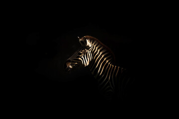 Naklejka premium Zebra on a Black Background. Black and White Striped Zebra. Generative AI