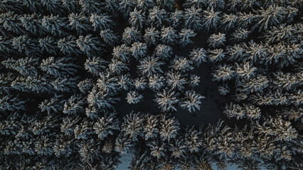 Frost