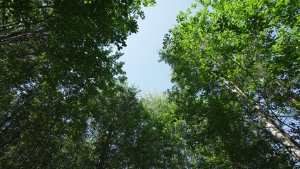 A Beautiful and Lush Canopy of Vibrant Green Trees with a Clear Blue Sky Above Them. Clip