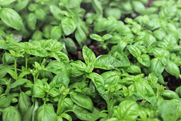 Close up of fresh green basil growing in vegetable garden. Selective focus.
