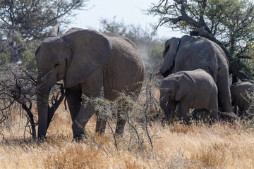 Fototapeta premium A herd of African Elephants -Loxodonta Africana- grazing on the plains of Etosha National Park, Namibia.