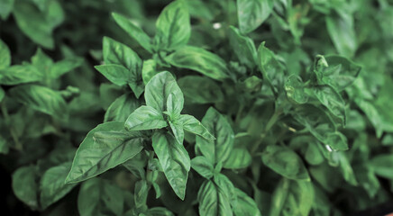 Close up of fresh green basil growing in vegetable garden. Selective focus.
