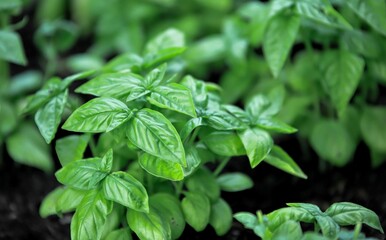 
Close up of fresh green basil growing in vegetable garden. Selective focus.
