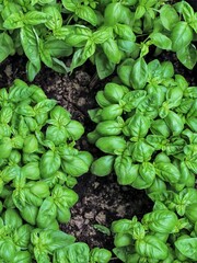 Fresh basil leaves. Top views. Natural background. Selective focus.