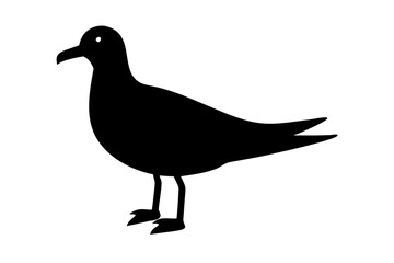 Gull silhouette